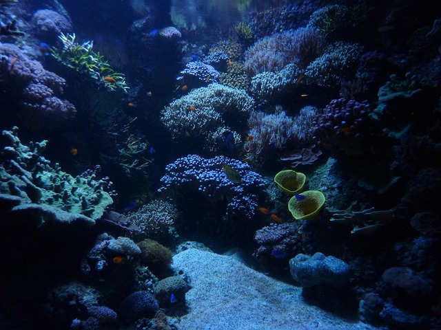 aquarium